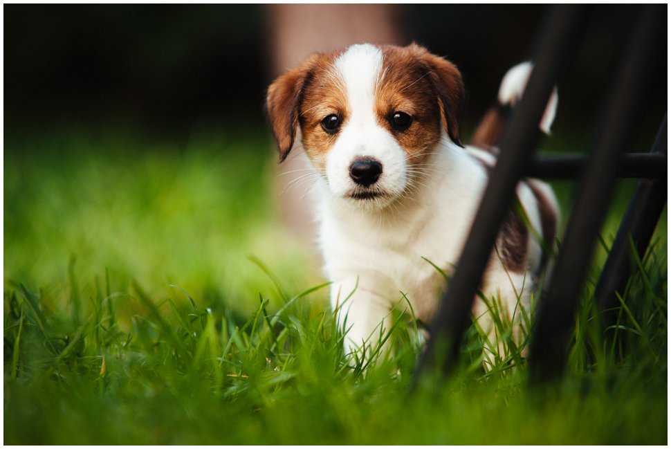 Hodowla Jack Russell Terrier  Z Todrykowa jest hodowlą domową, psy jack russell terrier posiadamy od 2007 roku i jako jedna z nielicznych hodowli psów rasowych Jack Russell Terrier czynnie zajmujemy się psim sportem, dogfriesbee.