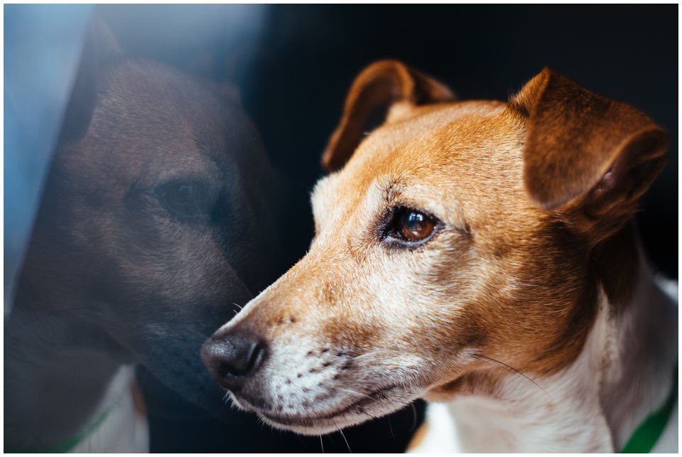 Cloe PRINCESSIN CONI - TOLA - Hodowla Jack Russell Terrier Z Todrykowa.  Cechy charakterystyczne: budowa lekka, drobnokoścista, zwinna i bardzo skoczna, nieprzeciętny charakter, zadziorny i typowy dla teriera temperament