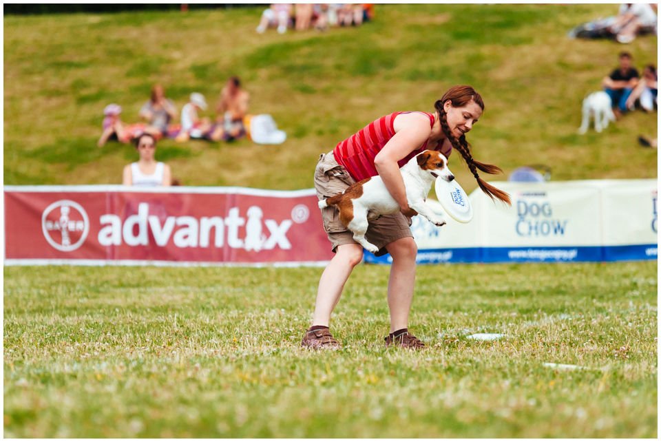 DOGFRISBEE – WPROWADZENIE - Hodowla Jack Russell Terrier Z Todrykowa. Najogólniej mówiąc dogfrisbee to sport polegający na aportowaniu przez pupila rzuconego mu plastikowego talerzyka. Dodatkowo można nauczyć psa wielu sztuczek, wyskoków, figur, bazując na aporcie talerzyka.