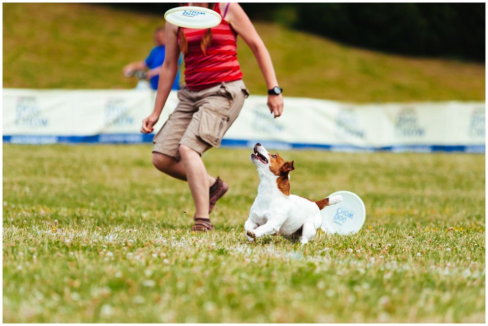 DOGFRISBEE TO ZABAWA - Hodowla Jack Russell Terrier Z Todrykowa. Jest to pierwszy artykuł z serii wpisów dotyczących dogfrisbee czyli psiego sportu opartego na łapaniu latających talerzyków.
Najpierw wypadałoby tprzedstawić siebie i przede wszystkim moje psy - nierozerwalną część mojego życia.