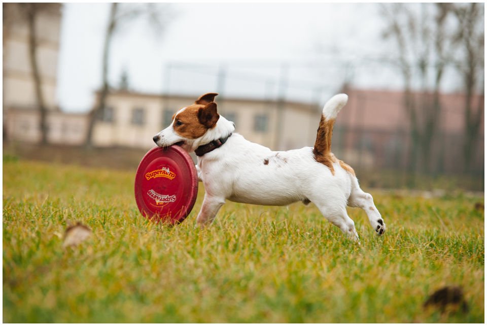 Hodowla Jack Russell Terrier Z Todrykowa, Poznań, Toruń, Brodnica, ZKwP