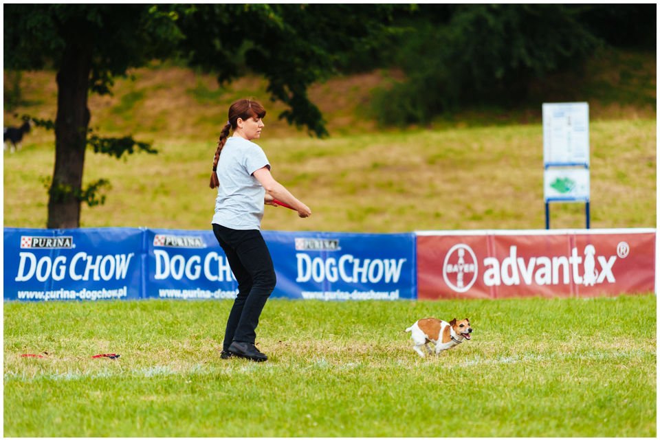 DOGFRISBEE – WPROWADZENIE - Hodowla Jack Russell Terrier Z Todrykowa. Najogólniej mówiąc dogfrisbee to sport polegający na aportowaniu przez pupila rzuconego mu plastikowego talerzyka. Dodatkowo można nauczyć psa wielu sztuczek, wyskoków, figur, bazując na aporcie talerzyka.