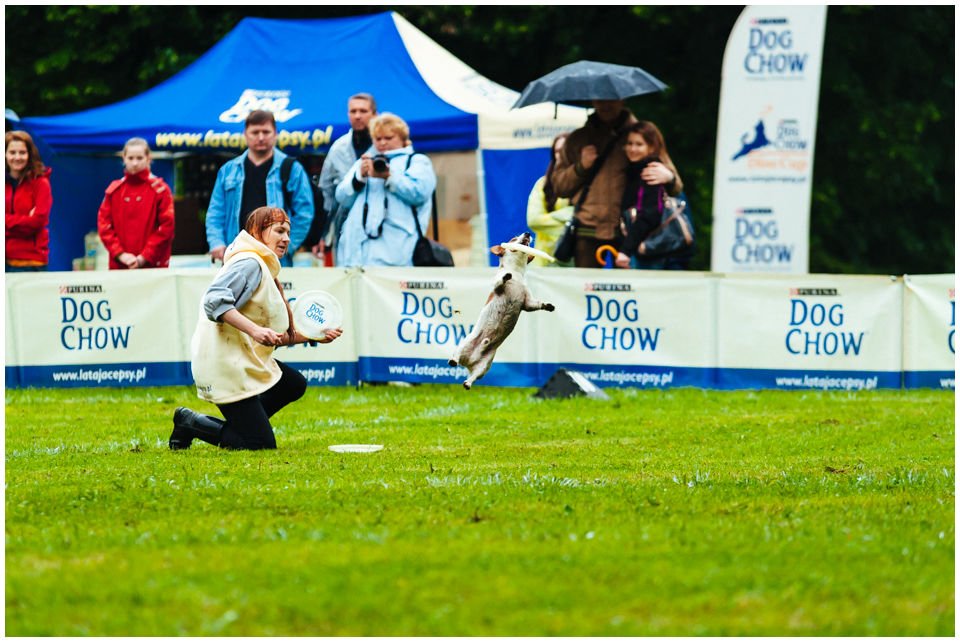 DOGFRISBEE – WPROWADZENIE - Hodowla Jack Russell Terrier Z Todrykowa. Najogólniej mówiąc dogfrisbee to sport polegający na aportowaniu przez pupila rzuconego mu plastikowego talerzyka. Dodatkowo można nauczyć psa wielu sztuczek, wyskoków, figur, bazując na aporcie talerzyka.