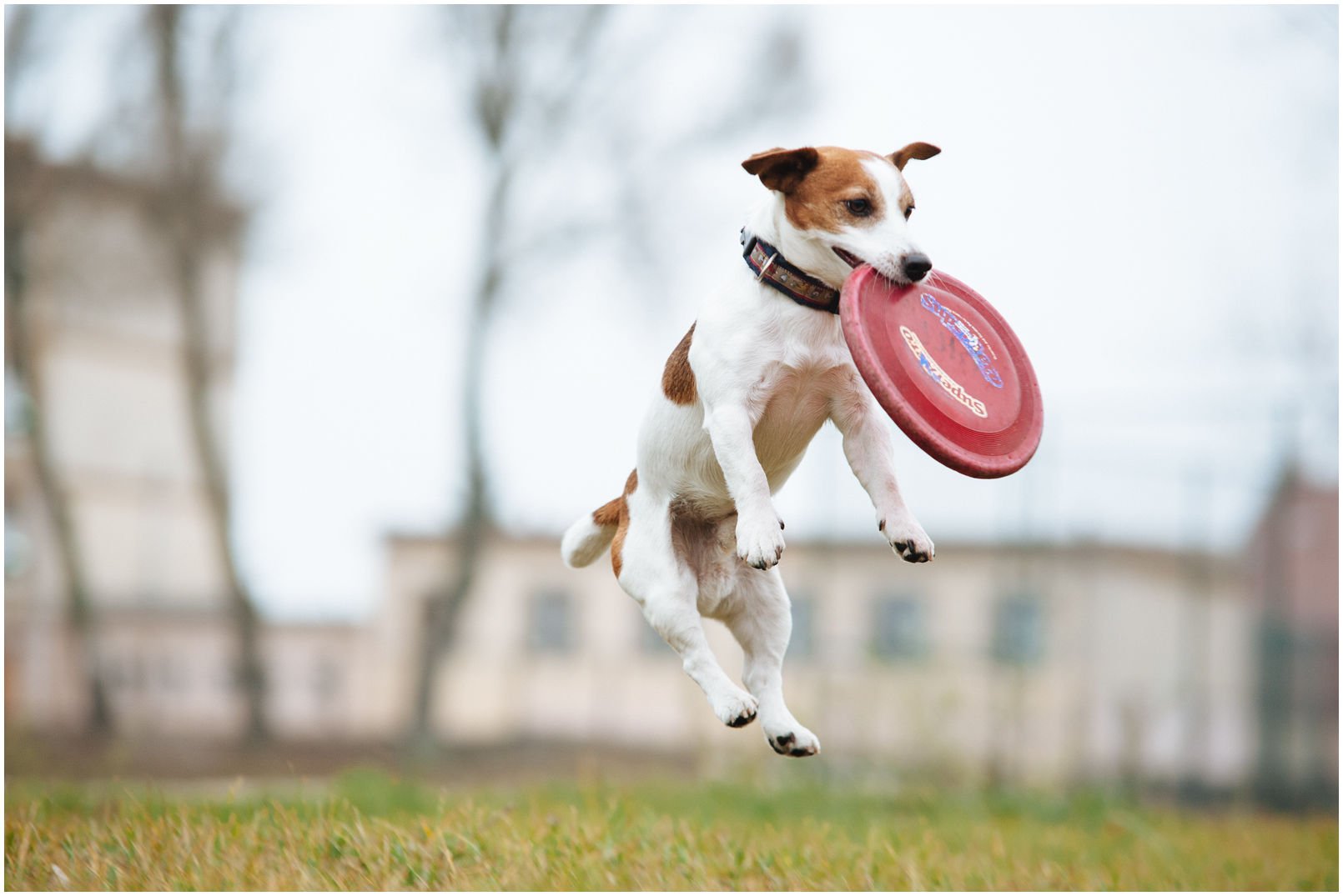 DOGFRISBEE TO ZABAWA - Hodowla Jack Russell Terrier Z Todrykowa. Jest to pierwszy artykuł z serii wpisów dotyczących dogfrisbee czyli psiego sportu opartego na łapaniu latających talerzyków.
Najpierw wypadałoby tprzedstawić siebie i przede wszystkim moje psy - nierozerwalną część mojego życia.