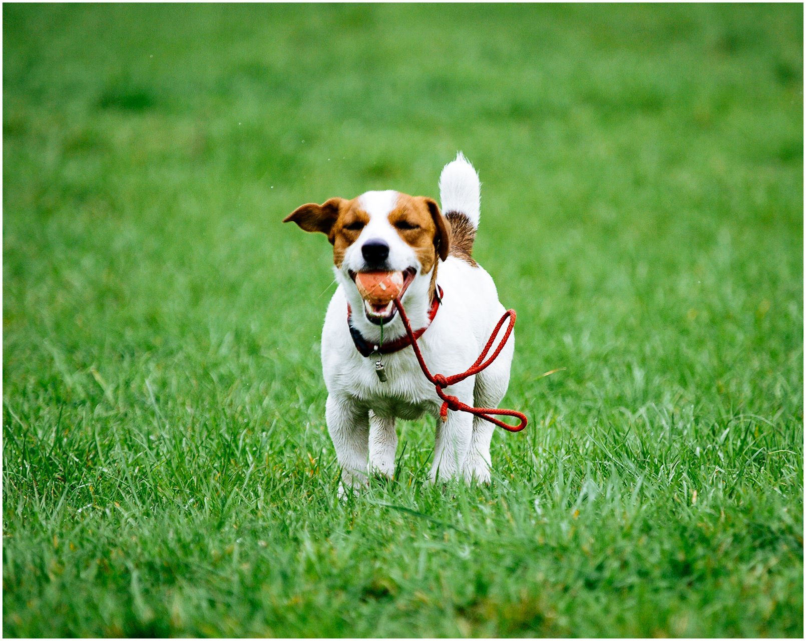DOGFRISBEE TO ZABAWA - Hodowla Jack Russell Terrier Z Todrykowa. Jest to pierwszy artykuł z serii wpisów dotyczących dogfrisbee czyli psiego sportu opartego na łapaniu latających talerzyków.
Najpierw wypadałoby tprzedstawić siebie i przede wszystkim moje psy - nierozerwalną część mojego życia.