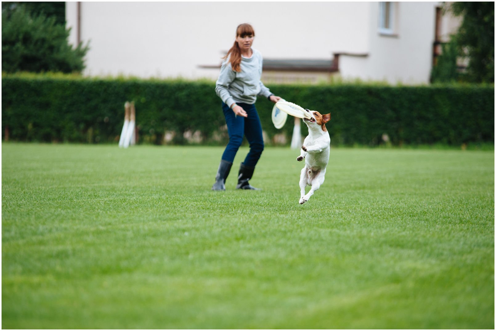 MÓJ RUSSELL CHCE ZACZĄĆ ZABAWĘ W DOGFRISBEE – JAK TO ZROBIĆ? - Hodowla Jack Russell Terrier Z Todrykowa. Właśnie doczekaliśmy się upragnionego szczeniaczka – małego russellka, który wedle naszych wszelkich przewidywań okazał się być wyjątkowo żywym, skocznym i radosnym stworzeniem.
