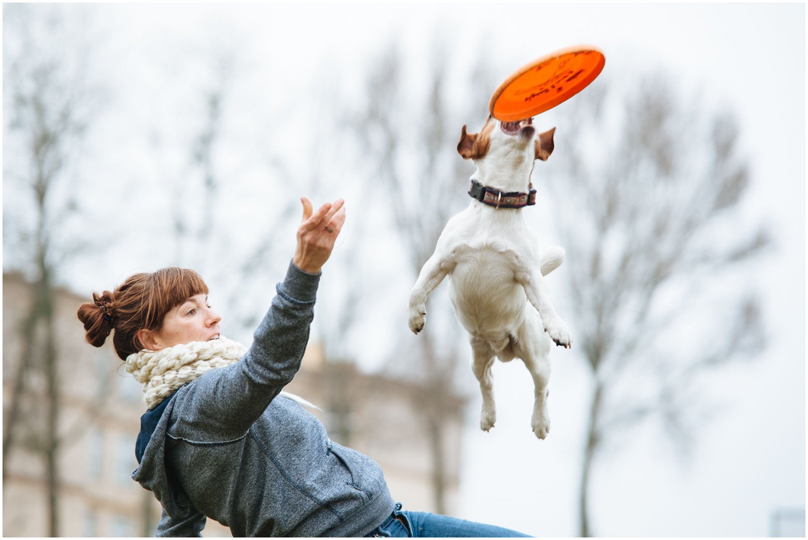 MÓJ RUSSELL CHCE ZACZĄĆ ZABAWĘ W DOGFRISBEE – JAK TO ZROBIĆ? - Hodowla Jack Russell Terrier Z Todrykowa. Właśnie doczekaliśmy się upragnionego szczeniaczka – małego russellka, który wedle naszych wszelkich przewidywań okazał się być wyjątkowo żywym, skocznym i radosnym stworzeniem.