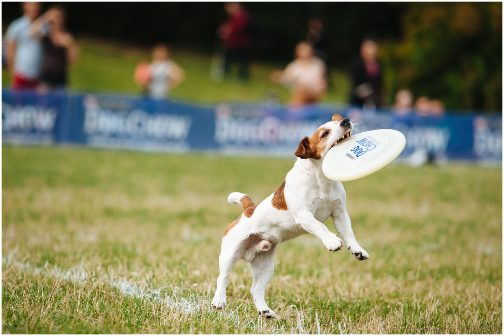 ZABÓJCA DYSKÓW czyli kwintesencja terierowego podejścia do frisbee Hodowla Jack Russell Terrier Z Todrykowa.O aporcie słów kilka już zostało przeze mnie napisane. Przyszedł czas na terrierzą przypadłość, którą zapewne znają posiadacze russelli czyli uśmiercanie dysków/zabawek.