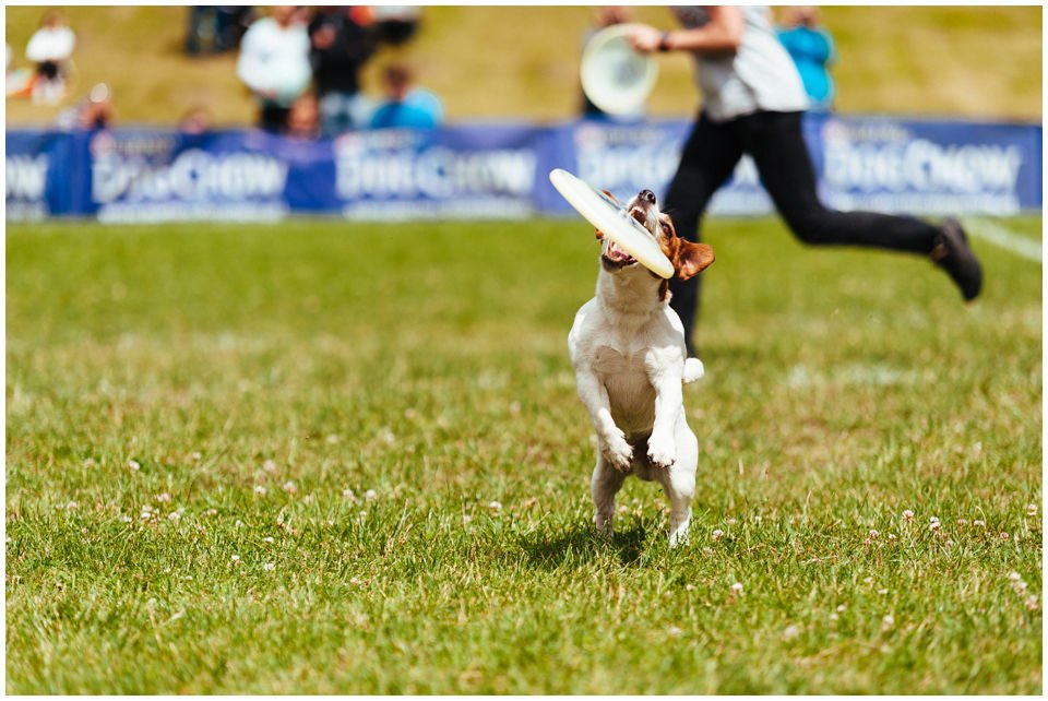 ZABÓJCA DYSKÓW czyli kwintesencja terierowego podejścia do frisbee Hodowla Jack Russell Terrier Z Todrykowa.O aporcie słów kilka już zostało przeze mnie napisane. Przyszedł czas na terrierzą przypadłość, którą zapewne znają posiadacze russelli czyli uśmiercanie dysków/zabawek.