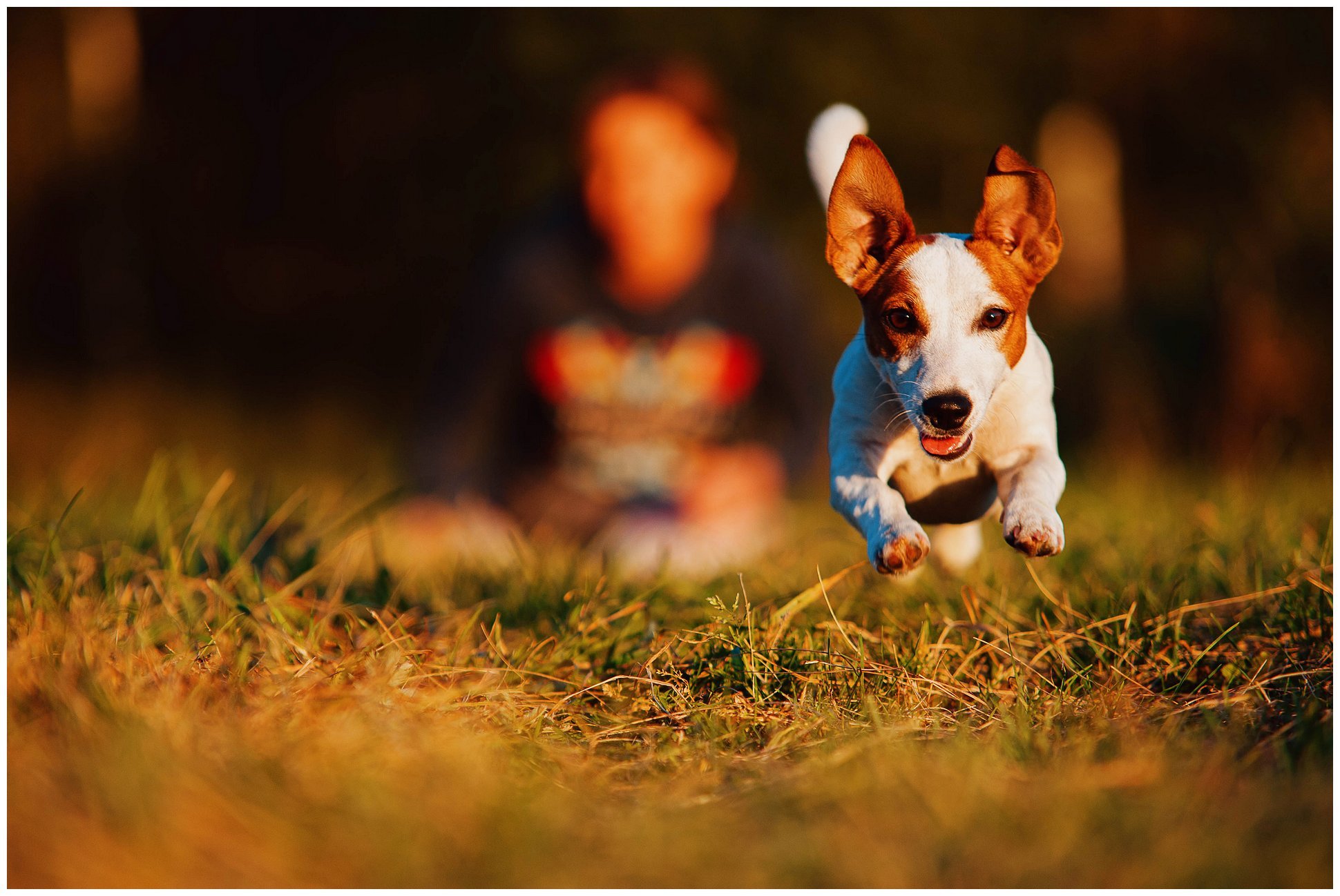 Hodowla Jack Russell Terrier z Todrykowa