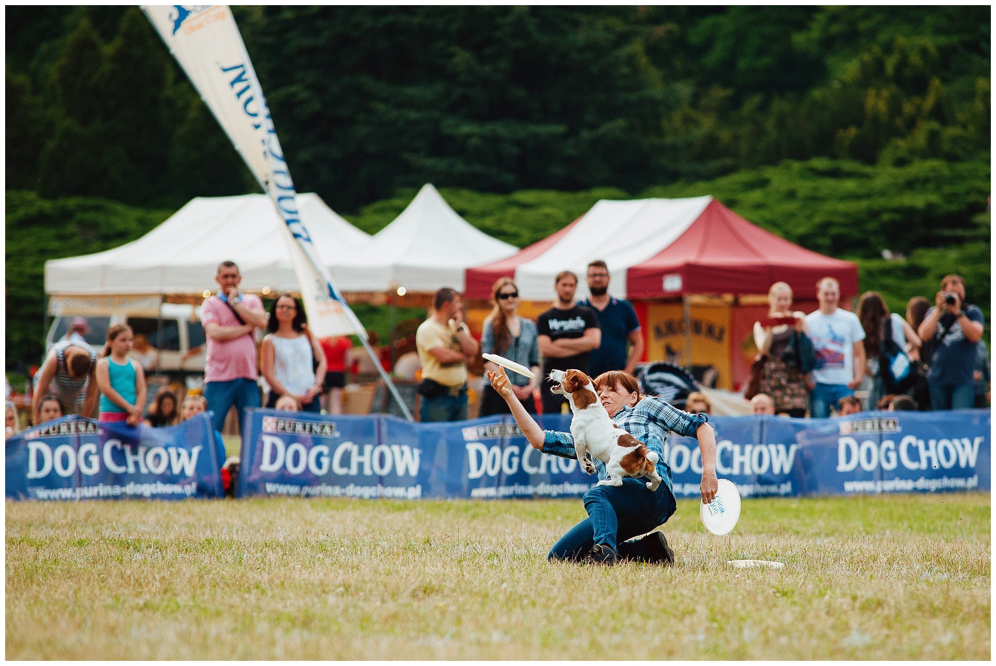 Hodowla Jack Russell Terrier z Todrykowa