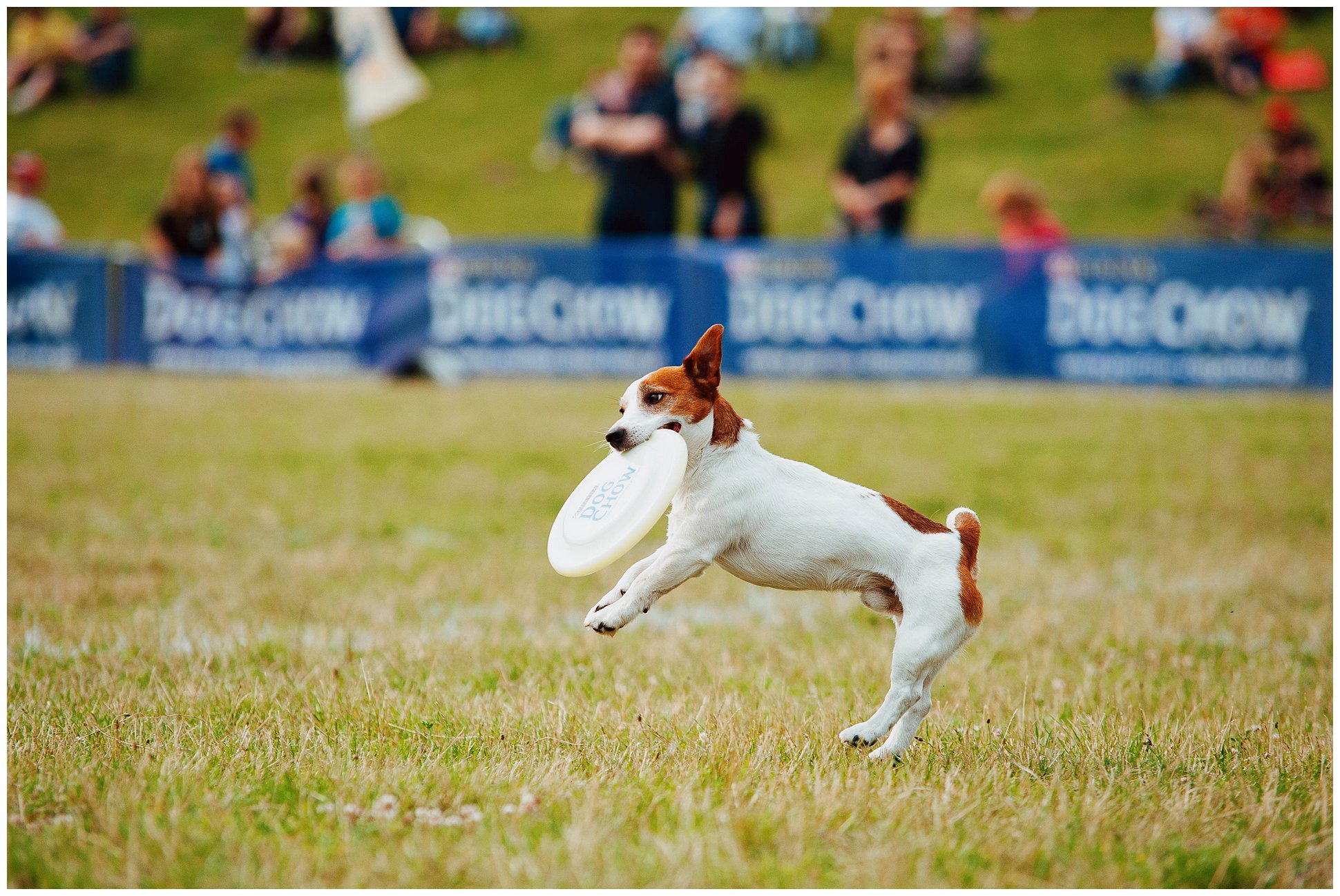 Hodowla Jack Russell Terrier z Todrykowa