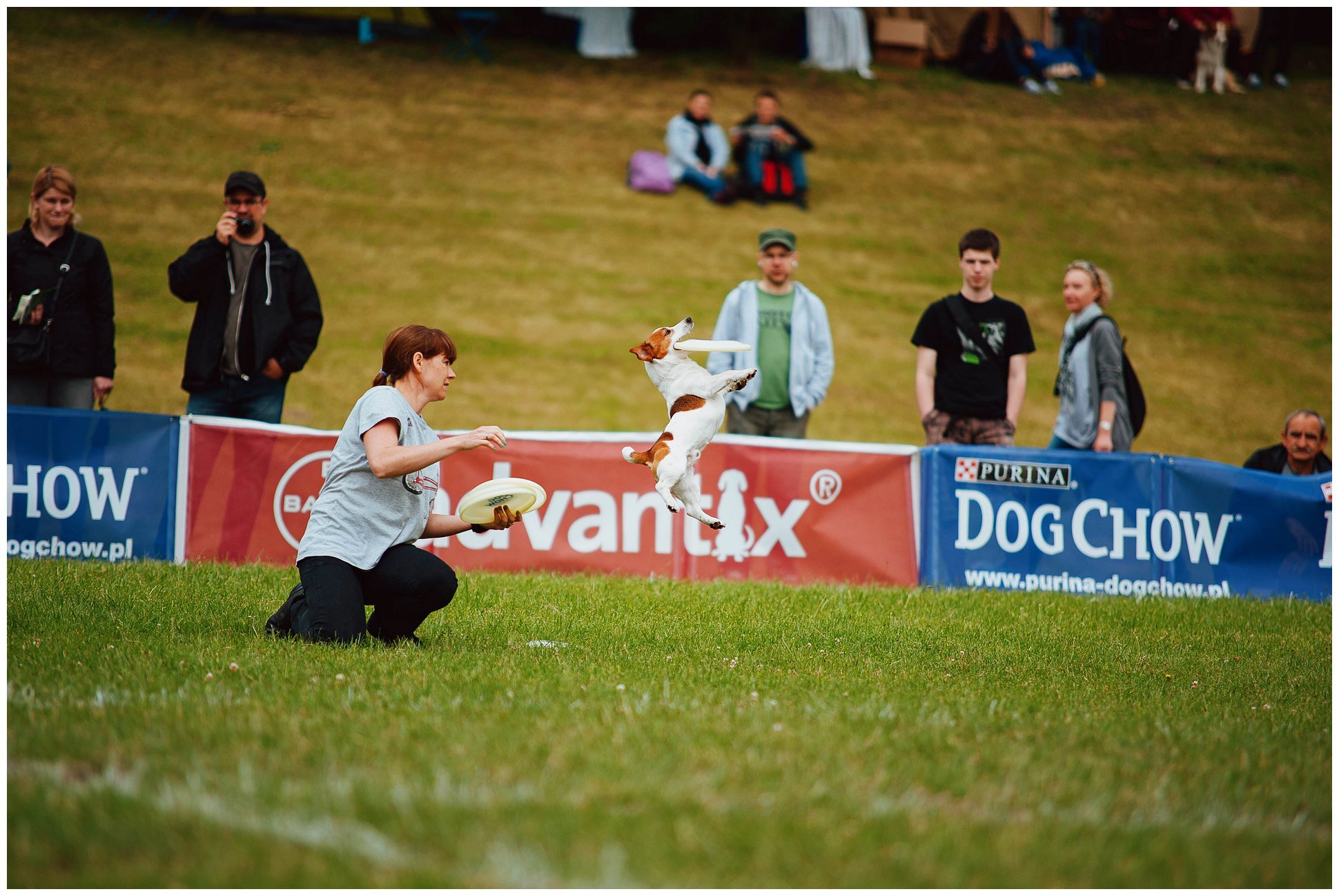 Hodowla Jack Russell Terrier z Todrykowa