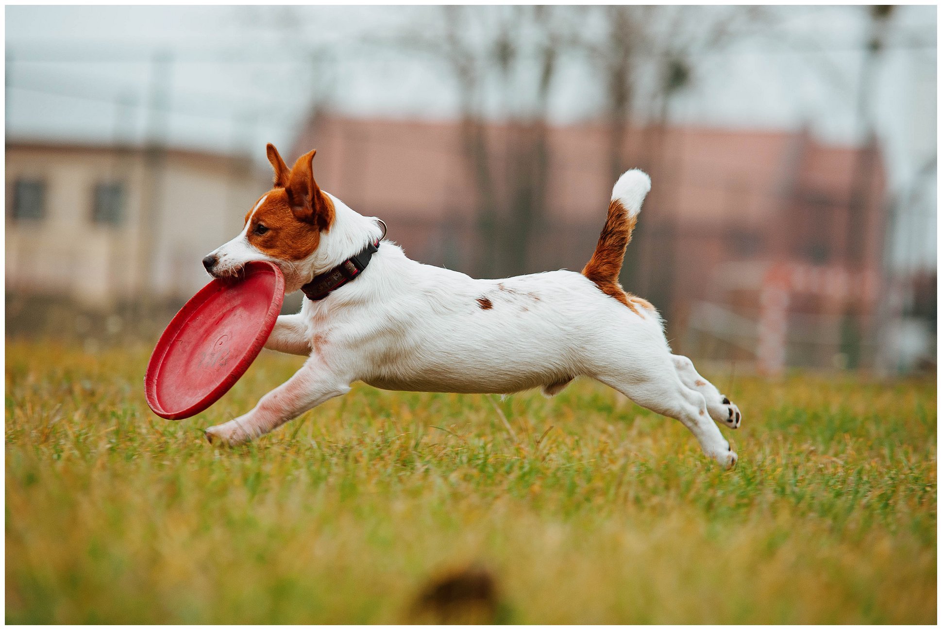 Hodowla Jack Russell Terrier z Todrykowa