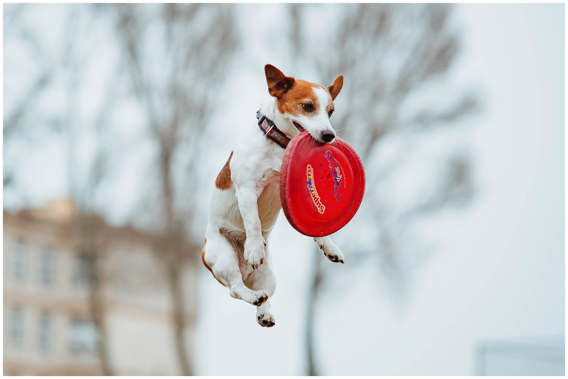 Hodowla Jack Russell Terrier z Todrykowa