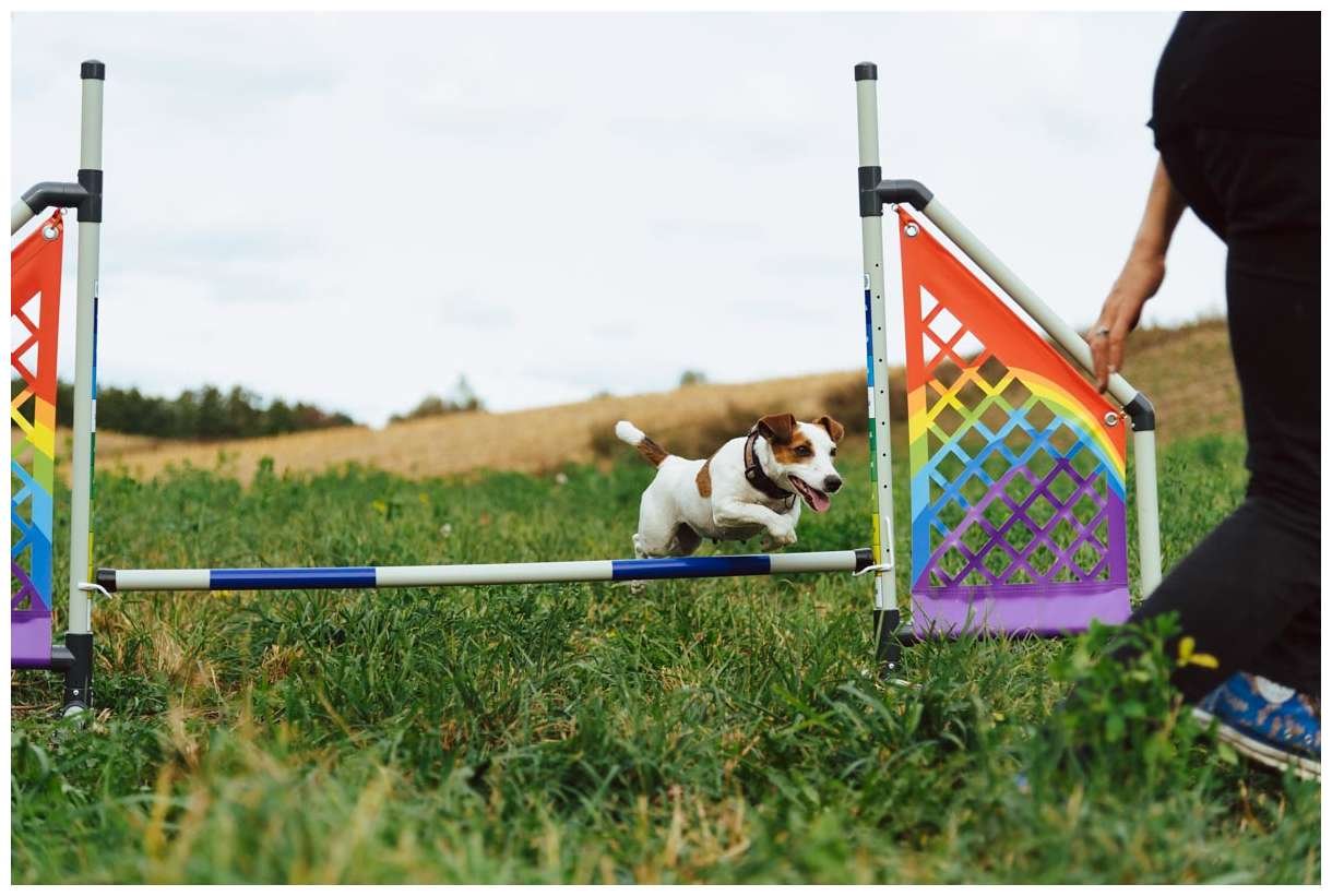 Hodowla Jack Russell Terrier Z Todrykowa, Poznań, Toruń, Brodnica, ZKwP