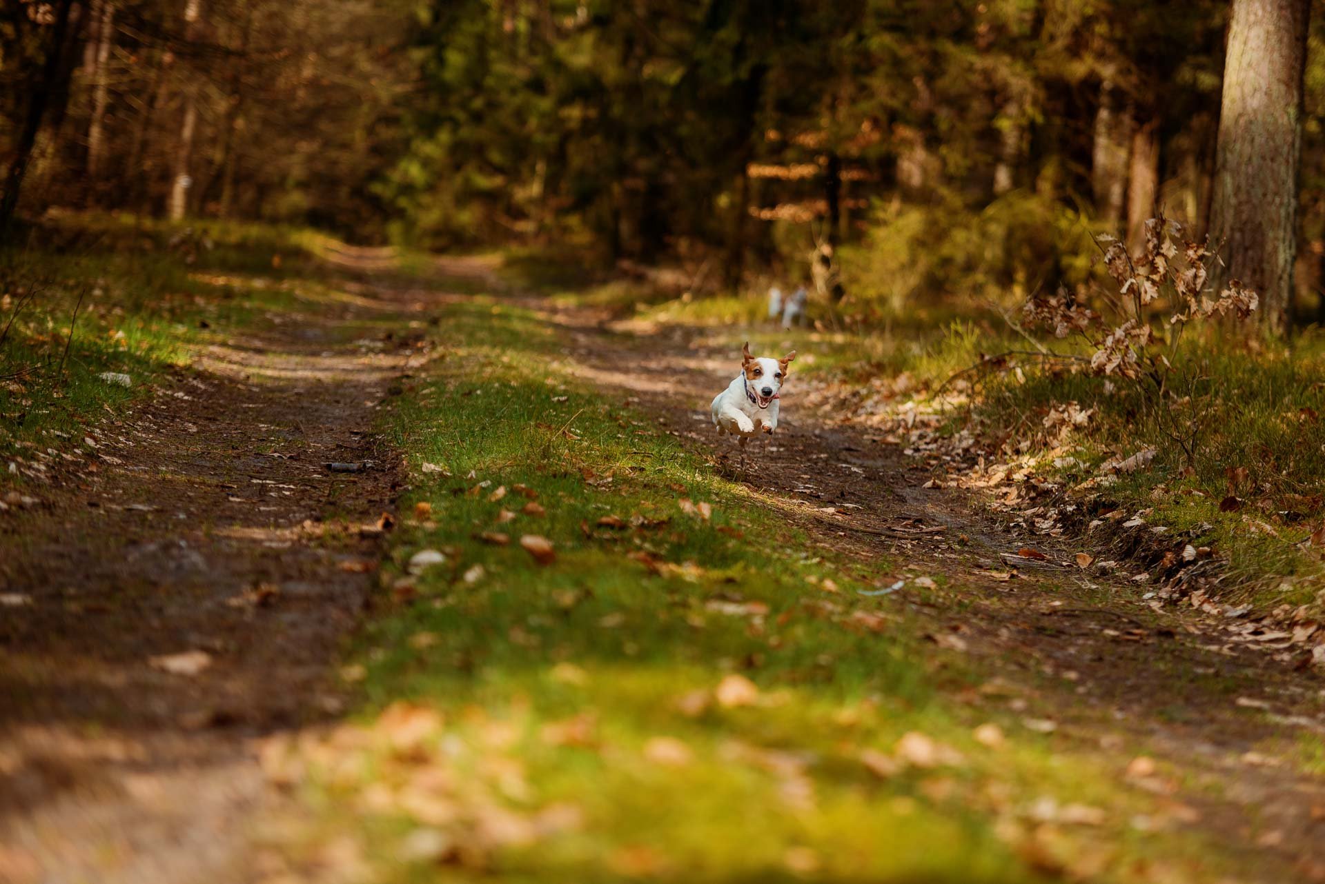 Hodowla Jack Russell Terrier z Todrykowa