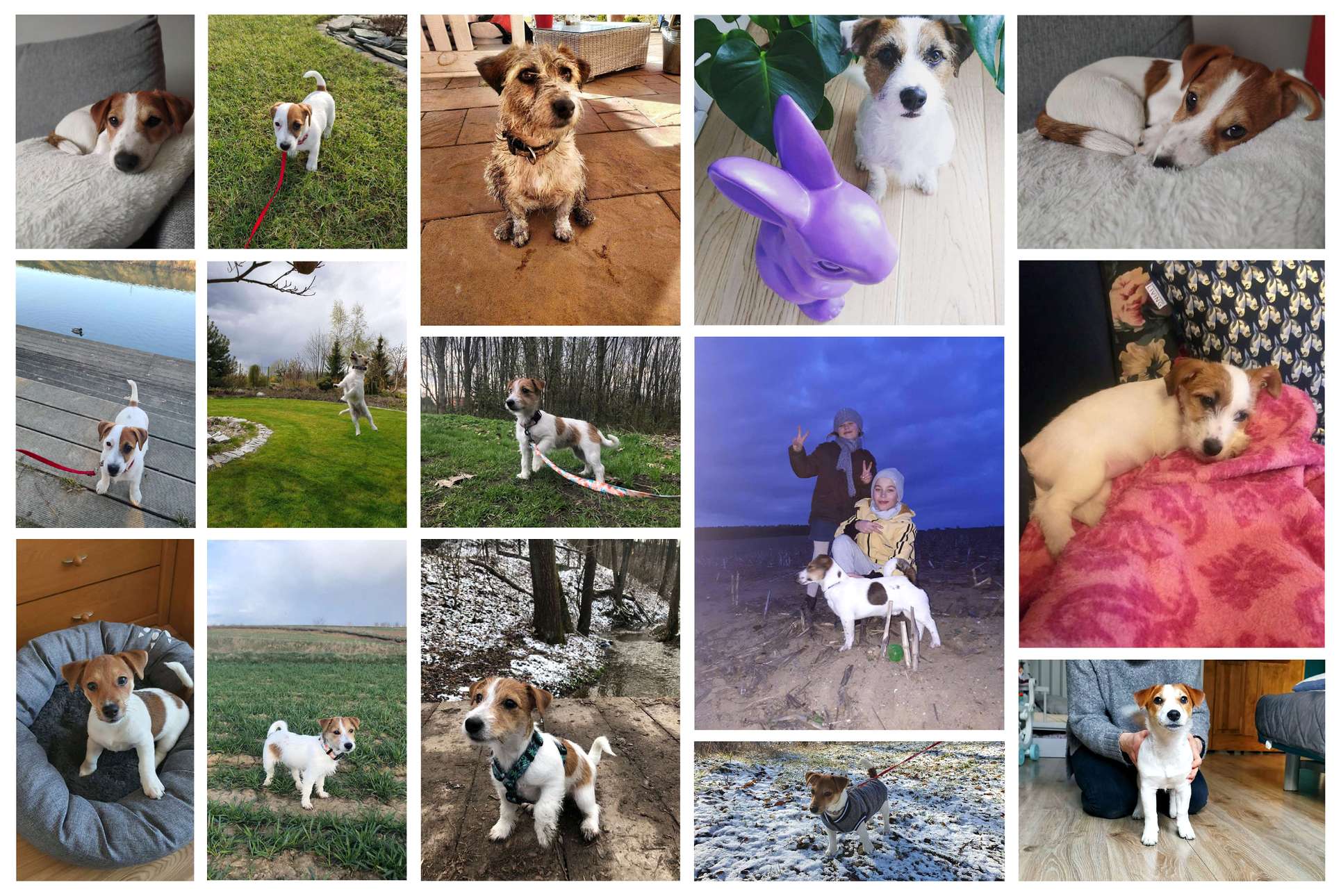 Hodowla Jack Russell Terrier z Todrykowa