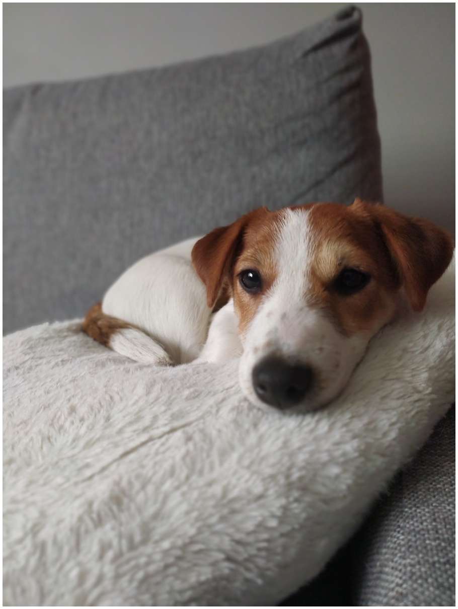 Hodowla Jack Russell Terrier z Todrykowa