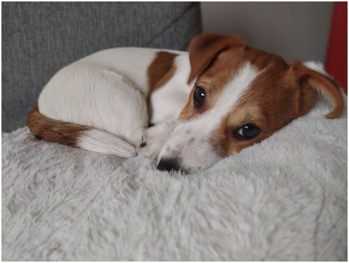 Hodowla Jack Russell Terrier z Todrykowa