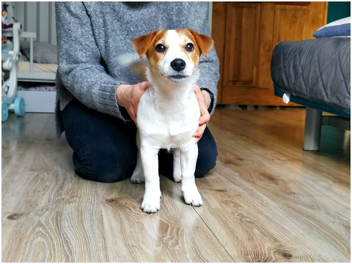 Hodowla Jack Russell Terrier z Todrykowa