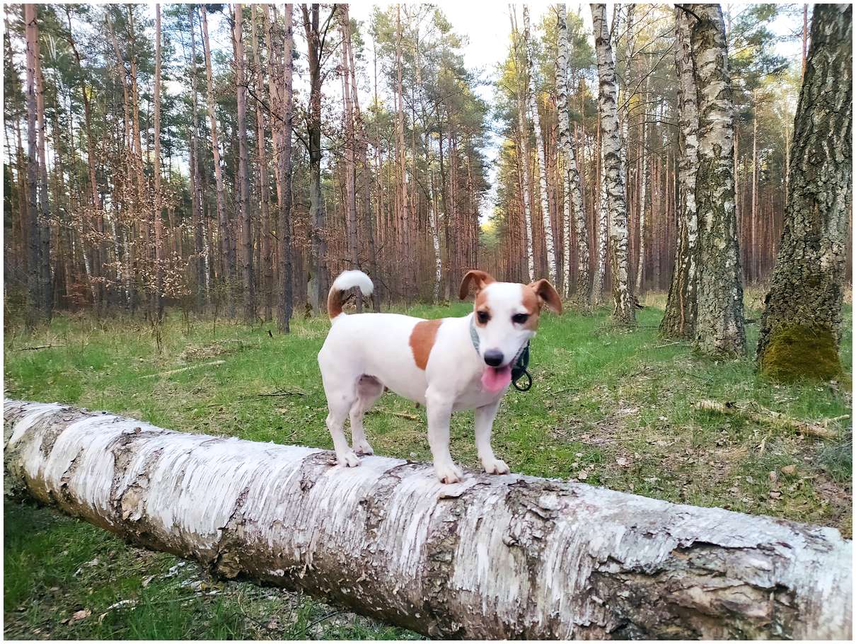 Jack Russell Terrier Hodowla Z Todrykowa
