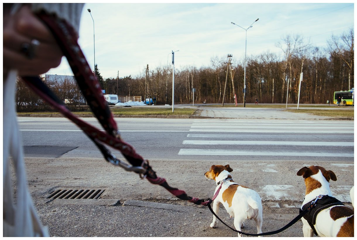 Jack Russell Terrier z Todrykowa, hodowla, artykuł na smyczy 2