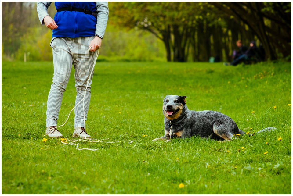 Jack Russell Terrier z Todrykowa, hodowla, artykuł na smyczy 3