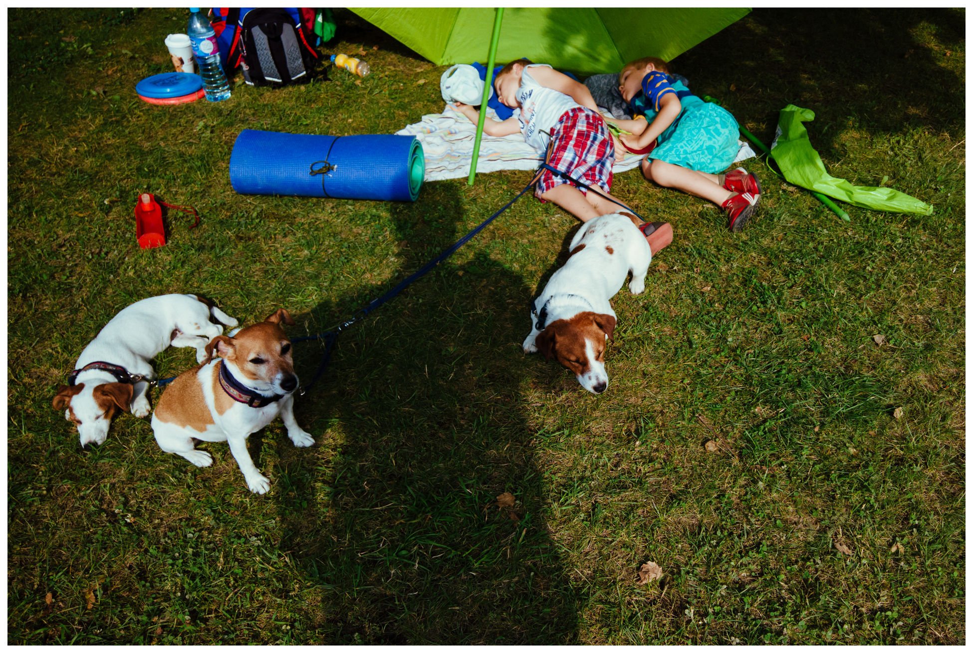 Jack Russell Terrier z Todrykowa, hodowla, artykuł na smyczy 4