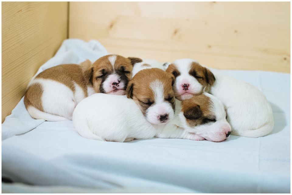 NIEZBĘDNIK DLA JACKA - Hodowla Jack Russell Terrier Z Todrykowa. Zapraszając szczeniaczka do naszego serca i życia, oprócz miłości, musimy mu zapewnić odpowiednią opiekę. Przyszli właściciele naszych szczeniąt często zadają pytania jak się przygotować na przyjazd nowego domownika.