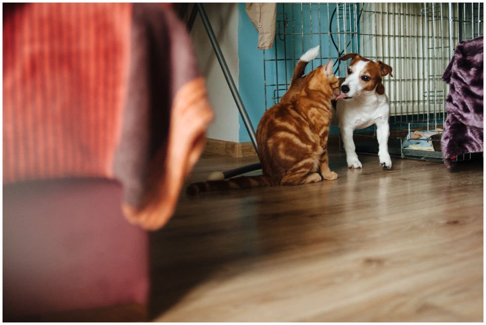 NIEZBĘDNIK DLA JACKA - Hodowla Jack Russell Terrier Z Todrykowa. Zapraszając szczeniaczka do naszego serca i życia, oprócz miłości, musimy mu zapewnić odpowiednią opiekę. Przyszli właściciele naszych szczeniąt często zadają pytania jak się przygotować na przyjazd nowego domownika.