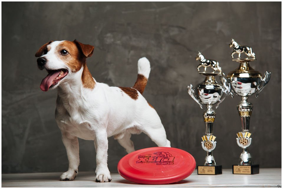 O rasie - Hodowla Jack Russell Terrier Z Todrykowa. Wzorzec FCI nr 345/ 9.08.2004/F/D/GB JACK RUSSELL TERRIER  Pochodzenie: Wielka Brytania Kraj utworzenia rasy: Australia Data publikacji obowiązującego wzorca: 25.10.2000