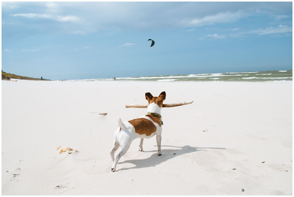 Hodowla Jack Russell Terrier Z Todrykowa, O Nas Nasza pasja do pracy z psami, kynologii i rasy Jack Russell Terrier zaowocowała założeniem hodowli 