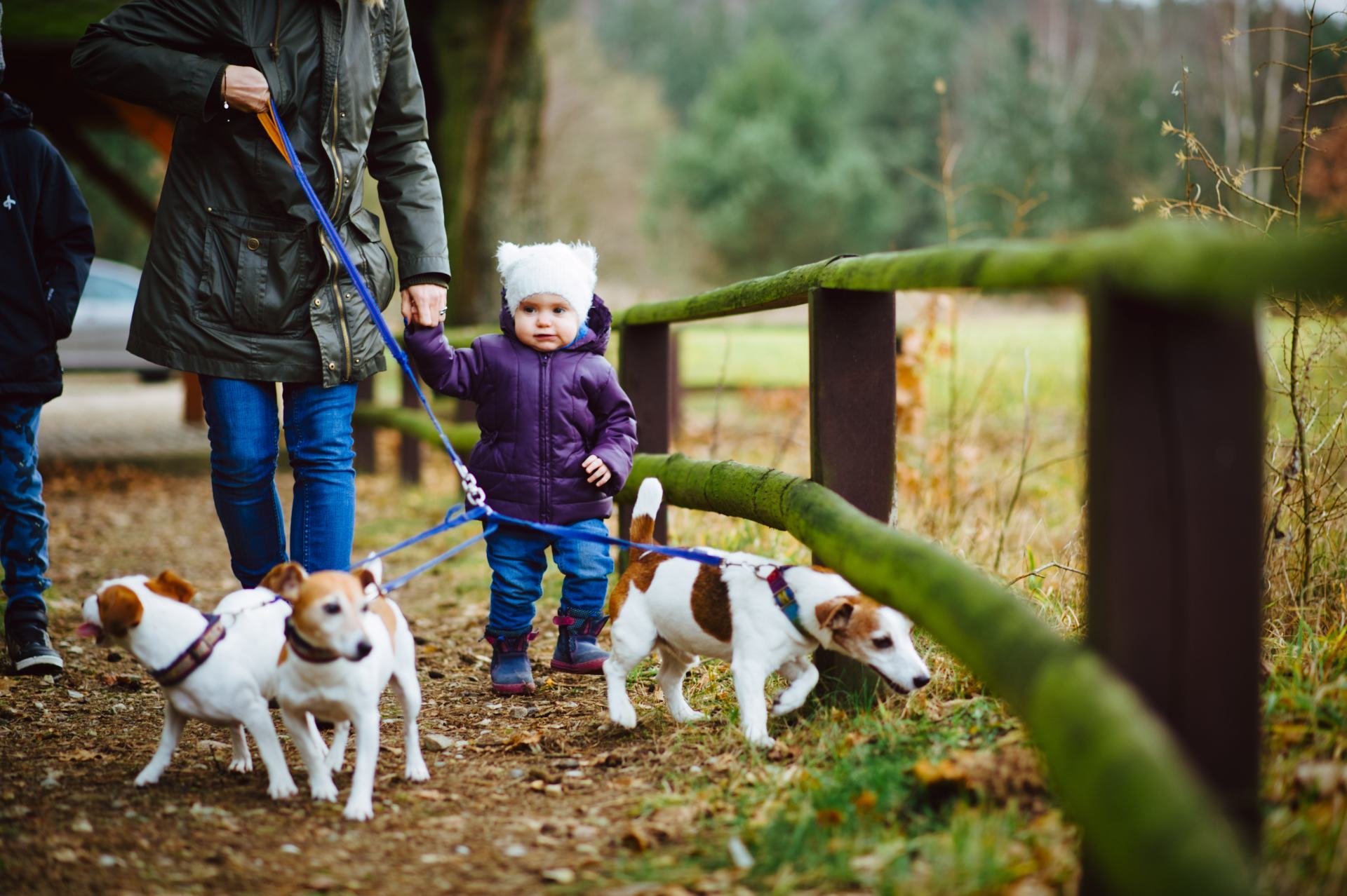 Hodowla Jack Russell Terrier Z Todrykowa