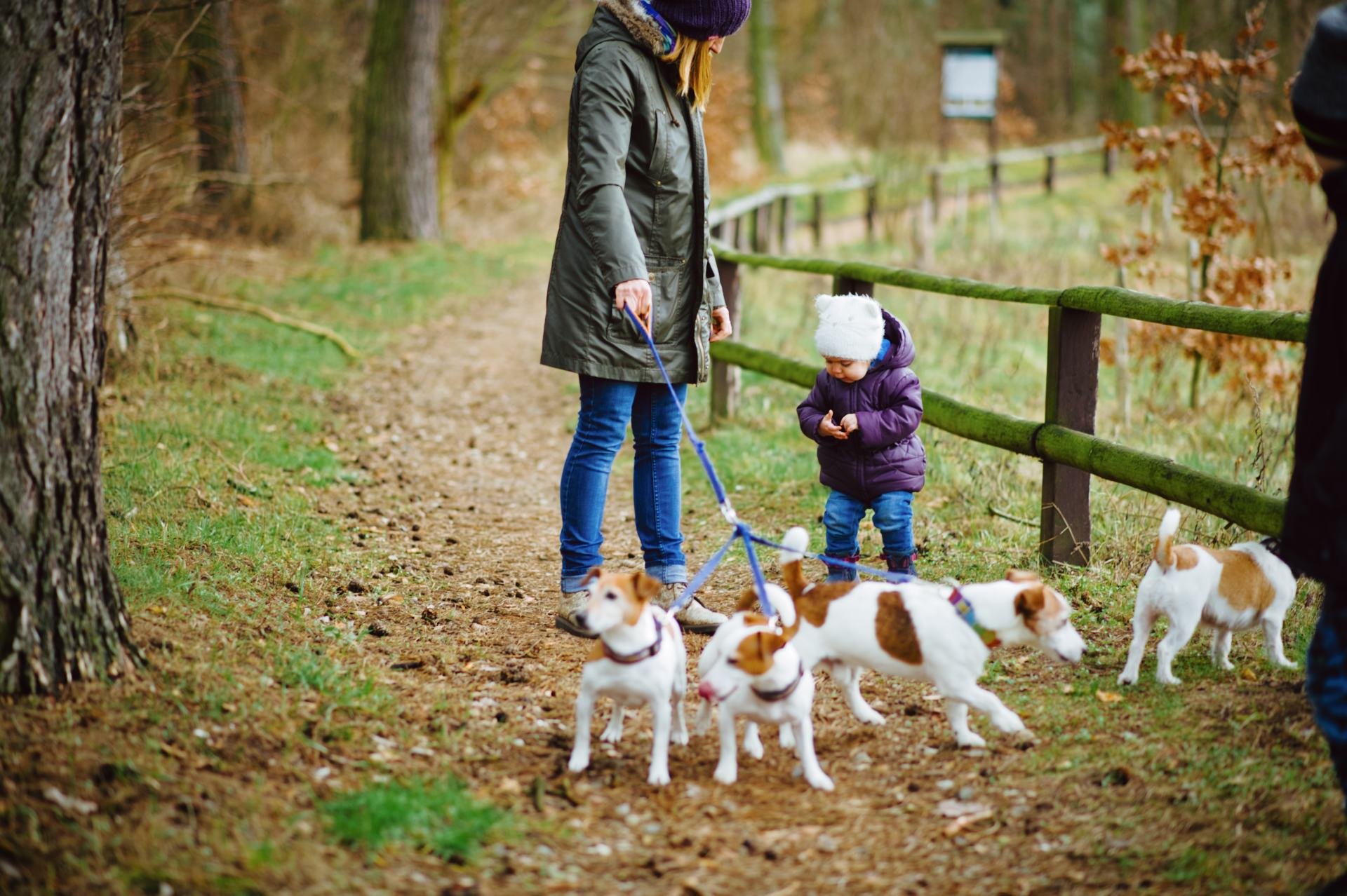 Hodowla Jack Russell Terrier Z Todrykowa