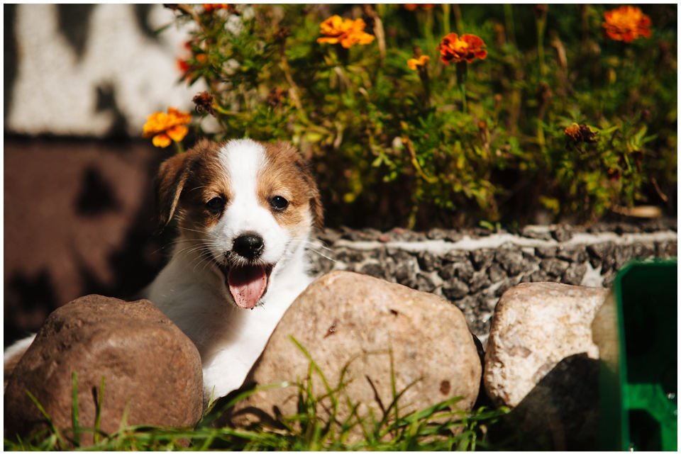 Hodowla Jack Russell Terrier Z Todrykowa, Poznań, Toruń, Brodnica, ZKwP