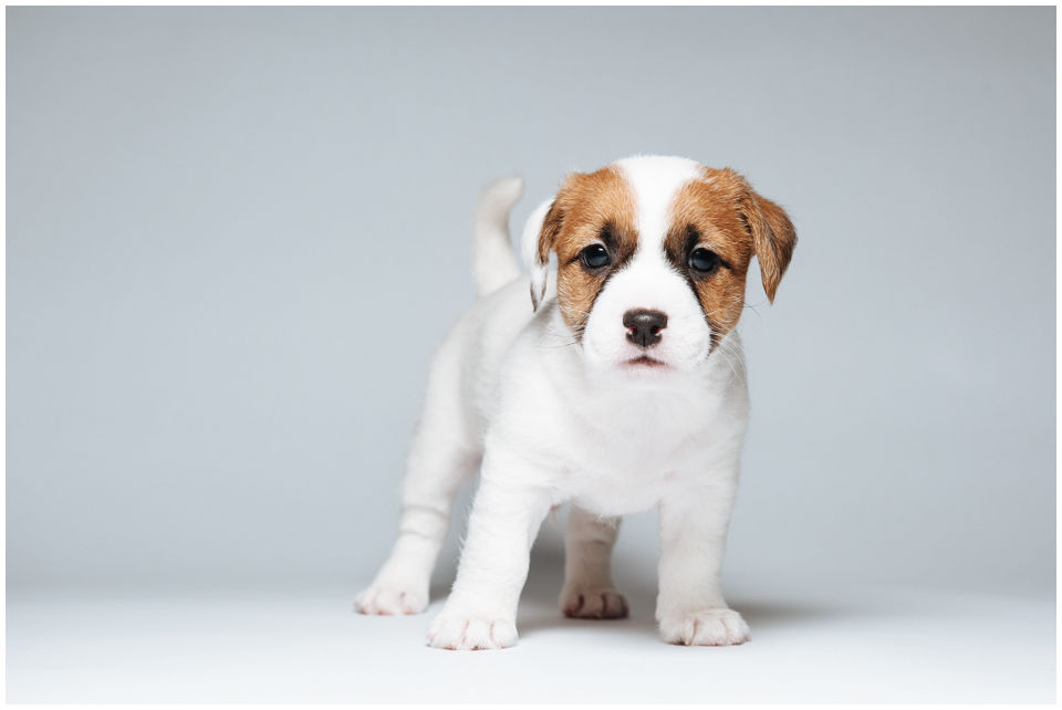 Hodowla Jack Russell Terrier Z Todrykowa, Poznań, Toruń, Brodnica, ZKwP