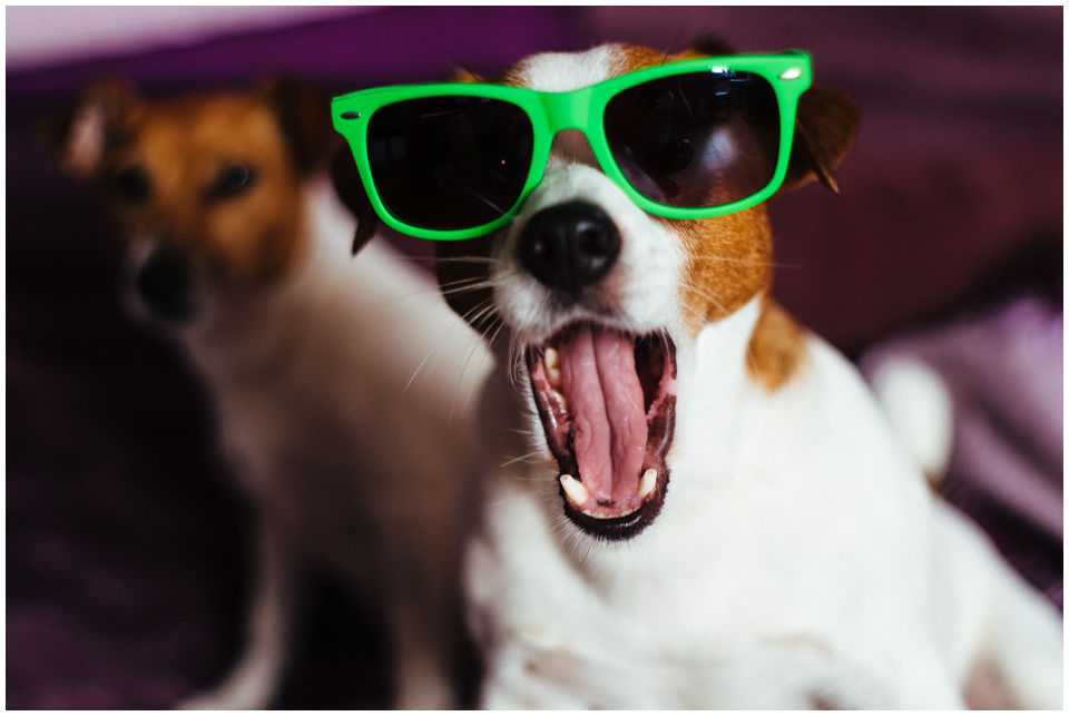 Hodowla Jack Russell Terrier  Z Todrykowa jest hodowlą domową, psy jack russell terrier posiadamy od 2007 roku i jako jedna z nielicznych hodowli psów rasowych Jack Russell Terrier czynnie zajmujemy się psim sportem, dogfriesbee.