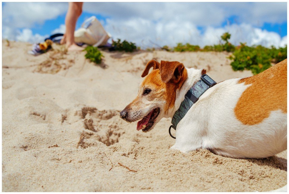Tola Hodowla z Todrykowa Jack Russell Terrier
