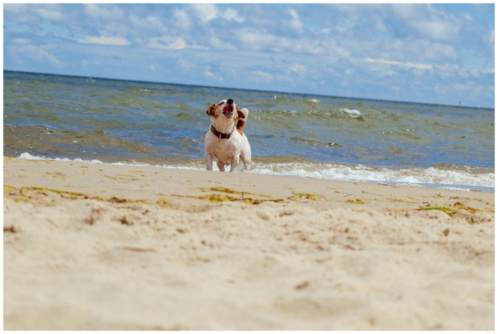 Bronco Bill Drapichrust Hodowla z Todrykowa Jack Russell Terrier