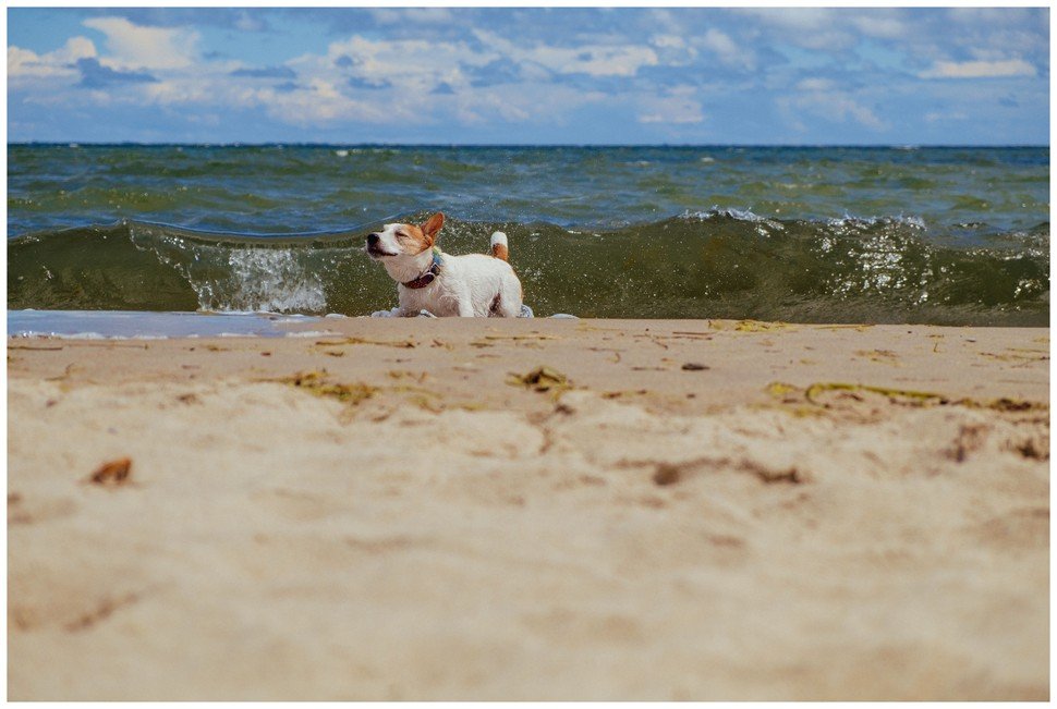 Bronco Bill Drapichrust Hodowla z Todrykowa Jack Russell Terrier