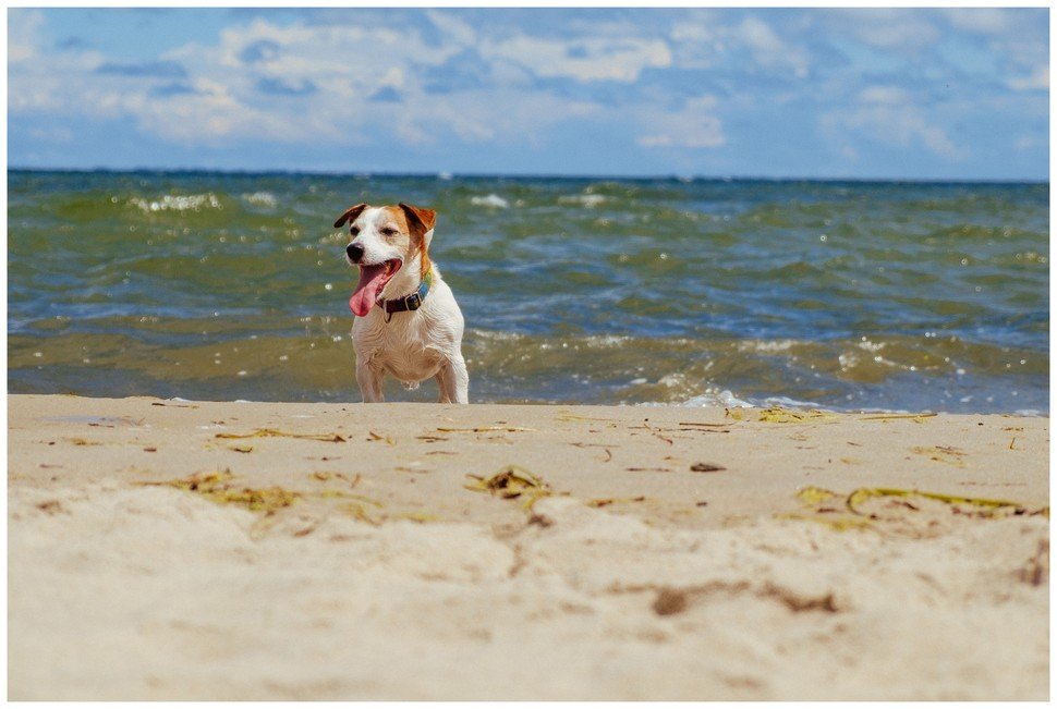 Bronco Bill Drapichrust Hodowla z Todrykowa Jack Russell Terrier