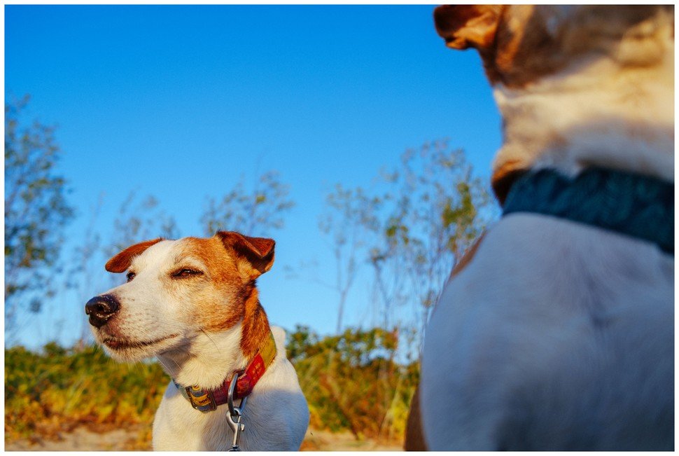 Bronco Bill Drapichrust Hodowla z Todrykowa Jack Russell Terrier