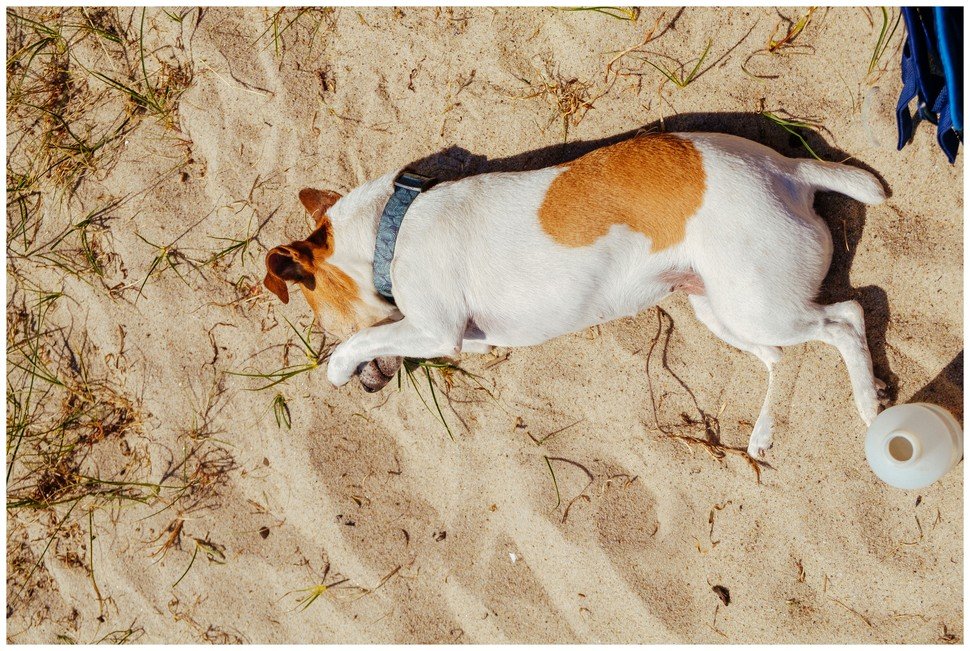 Tola Hodowla z Todrykowa Jack Russell Terrier