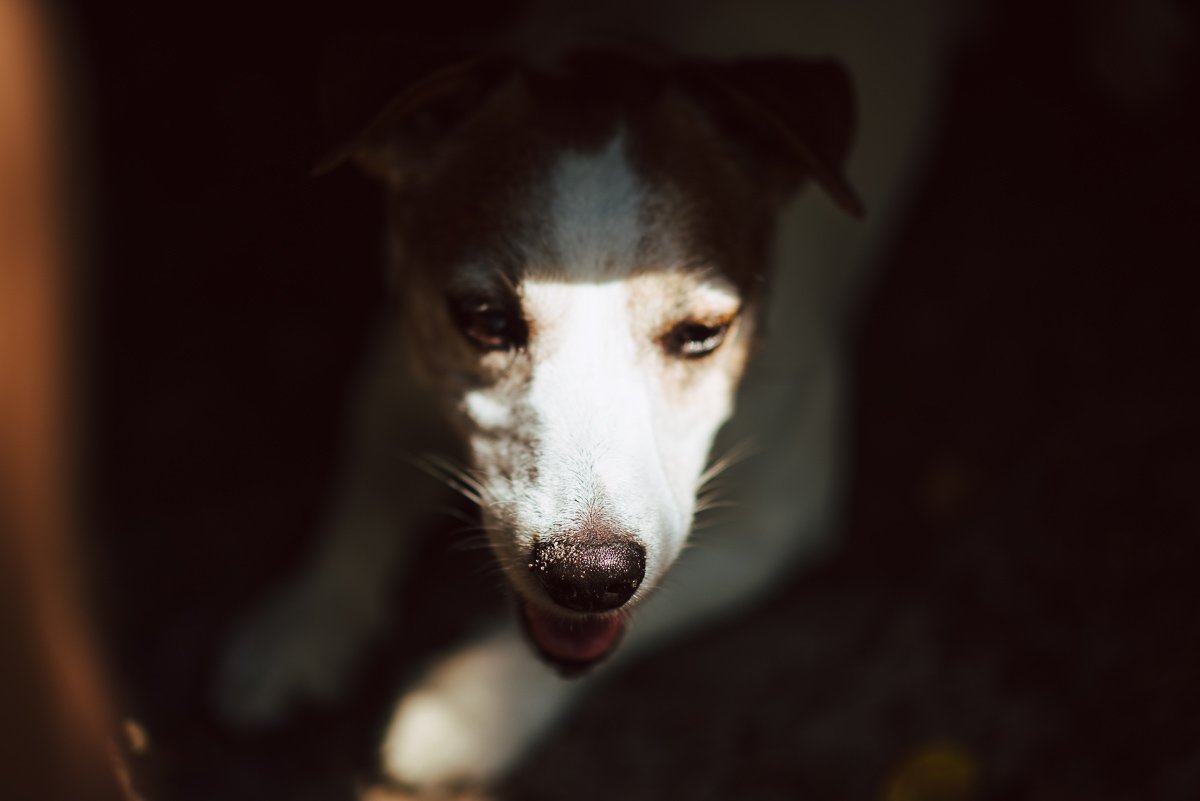 Bronco Bill Drapichrust Hodowla z Todrykowa Jack Russell Terrier