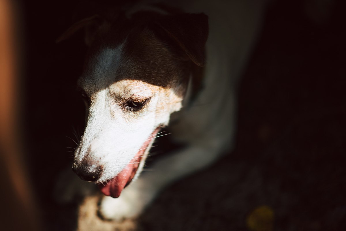Bronco Bill Drapichrust Hodowla z Todrykowa Jack Russell Terrier