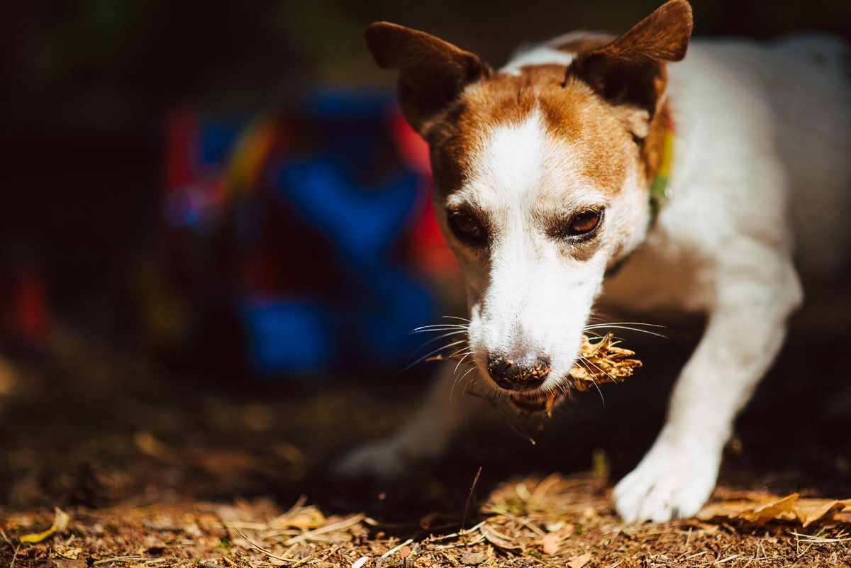 Bronco Bill Drapichrust Hodowla z Todrykowa Jack Russell Terrier