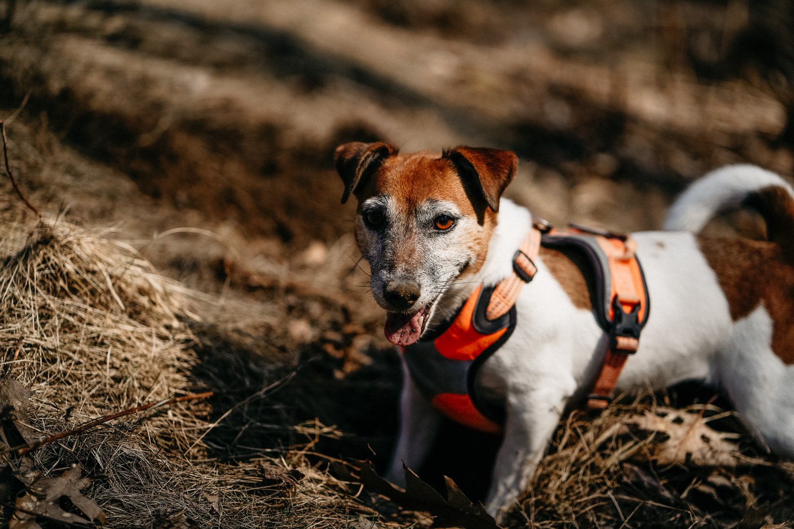 Hodowla z Todrykowa Jack Russell Terrier