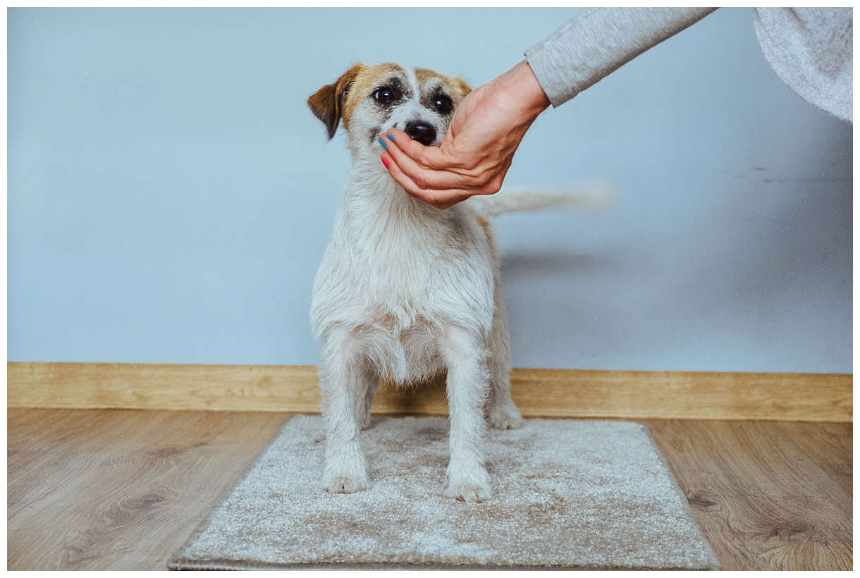 Trymowanie Hodowla Jack Russell Terrier z Todrykowa