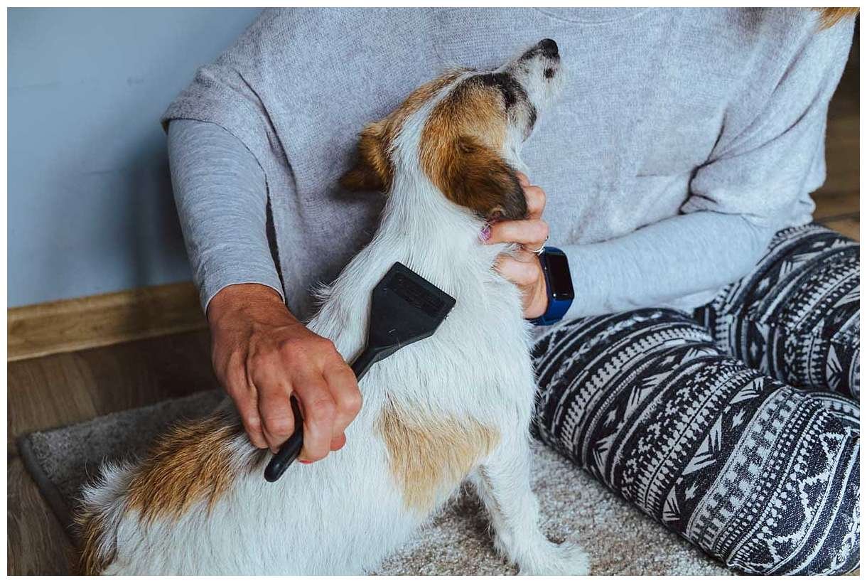 Trymowanie Hodowla Jack Russell Terrier z Todrykowa